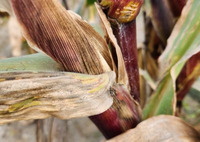 Divergent knowledge and perceptions of insects by organic and conventional farmers in the Ecuadorian Andes