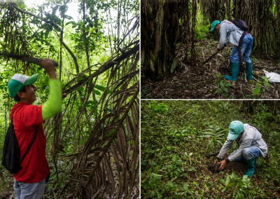 Dynamic reciprocal contributions between Indigenous communities and cultural keystone species: A study case in Western Ecuador