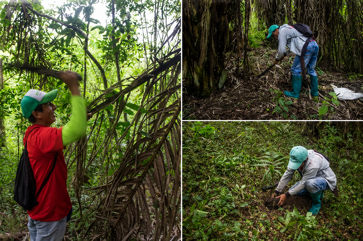 Dynamic reciprocal contributions between Indigenous communities and cultural keystone species A study case in Western Ecuador