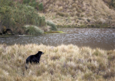 Multispecies conservation geographies: Relocating the role of the Andean bear in socio-technical water systems of the Ecuadorian páramo