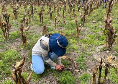 iNaturalist as a tool to improve agroecological insect management: An Ecuadorian case study